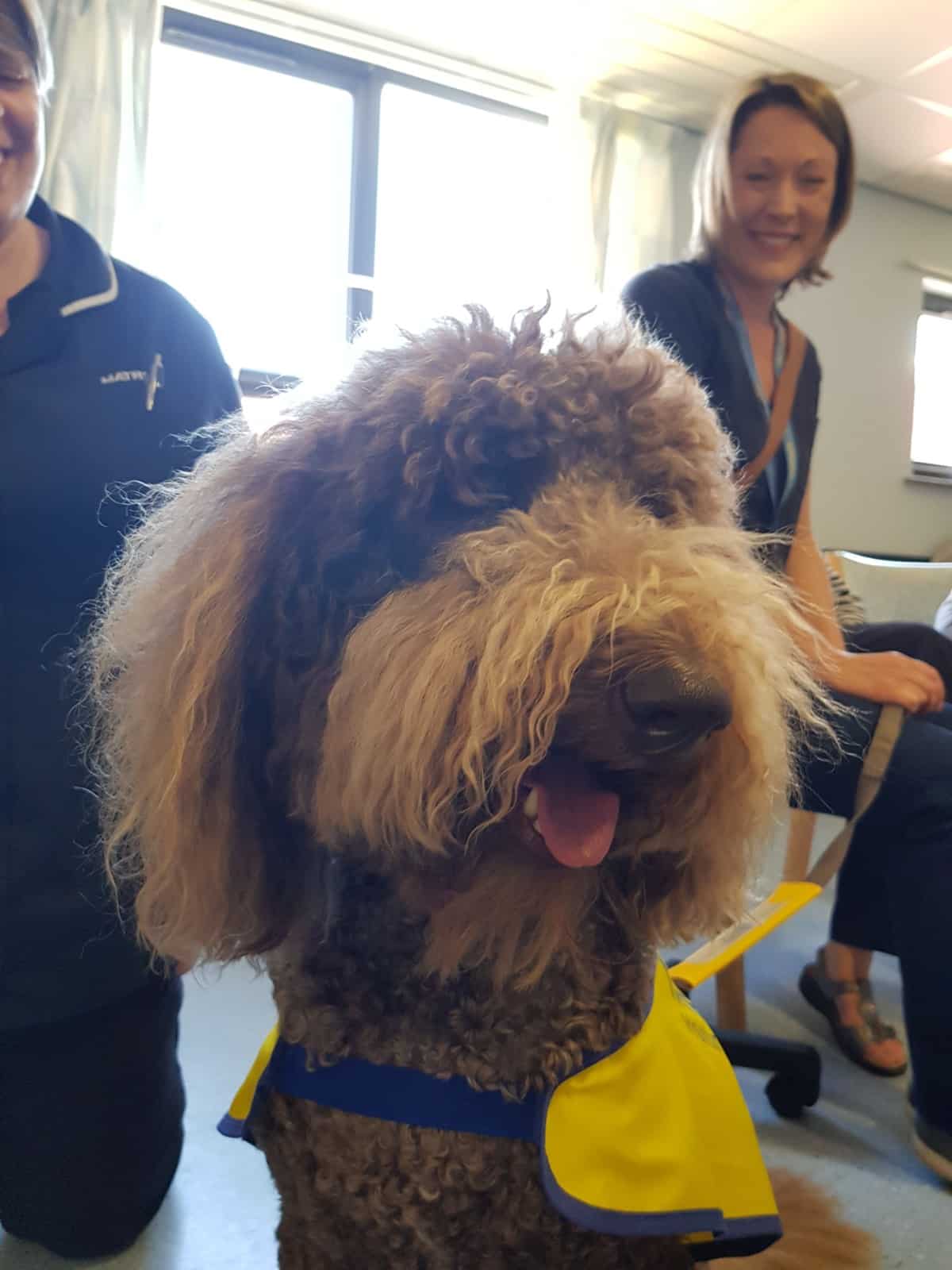 PAT dogs on the STROKE ward