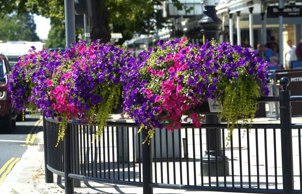 Southport Bid Bloom ots news southport