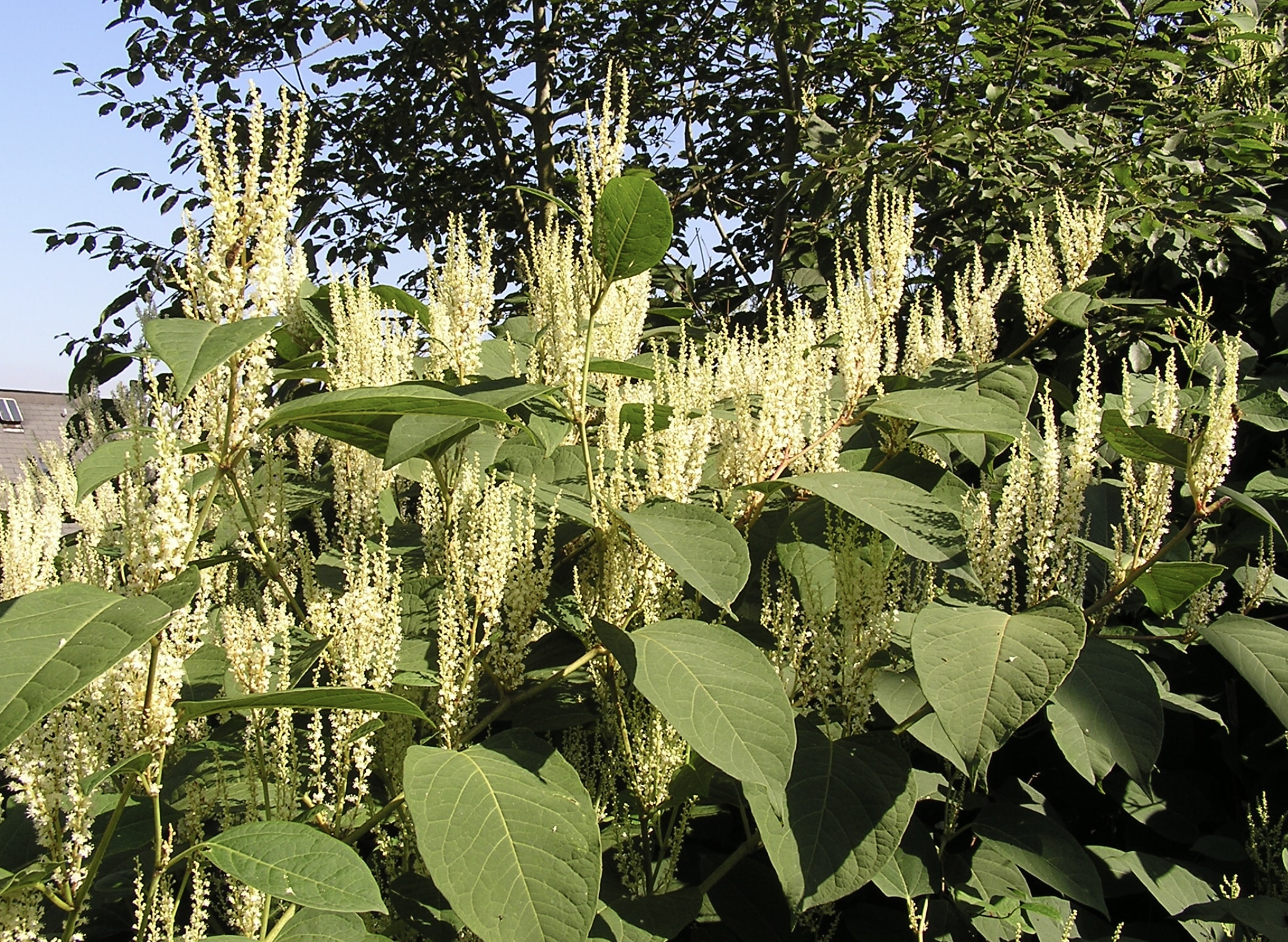 japanese knotweed