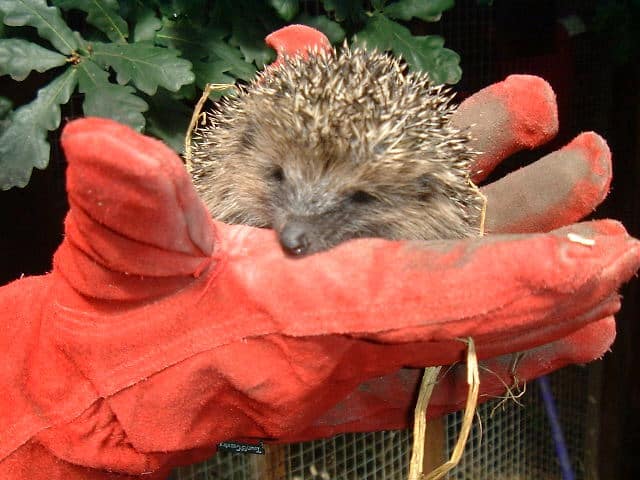 Hedgehog woodland