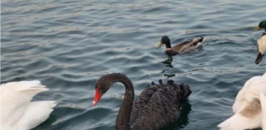 Black swan southport